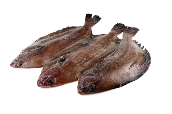 Flathead Sole Hippoglossoides Elassodon Isolato Bianco — Foto Stock