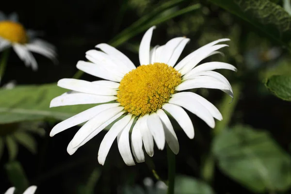 Närbild Blommorna — Stockfoto