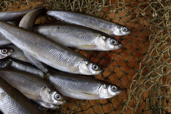 Derreter Peixes Rede Pacific Smelt Variedade Peixes — Fotografia de Stock