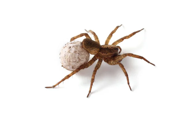 Aranha Lobo Com Casulo Isolado Branco — Fotografia de Stock