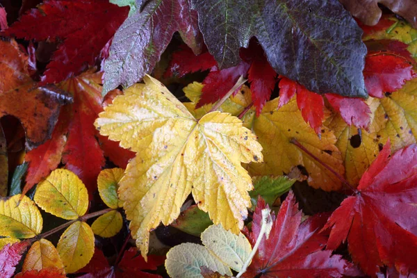 Gros Plan Des Feuilles Automne Tombées — Photo