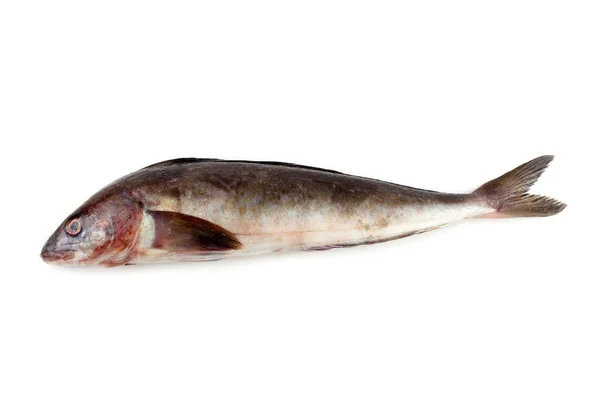 Branzino Isolato Bianco — Foto Stock