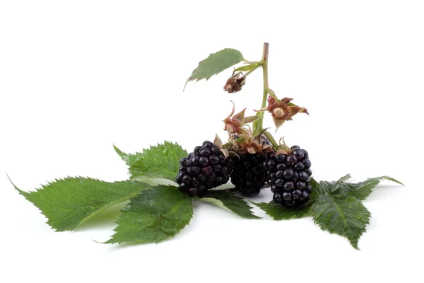 Moras Sobre Fondo Blanco — Foto de Stock