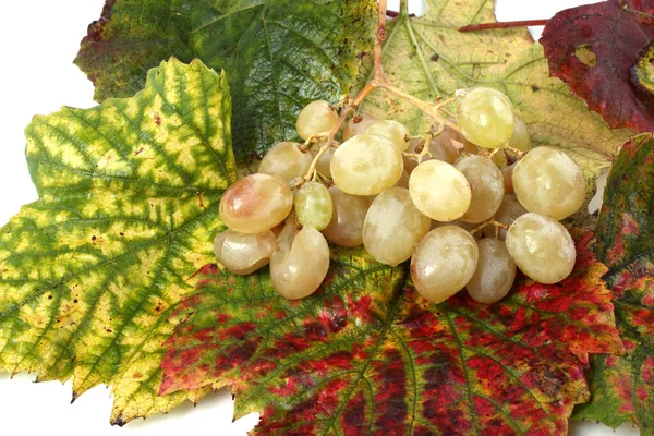 Uvas Frescas Folhas Bordo — Fotografia de Stock