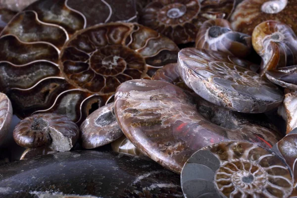 Ammonite Background Different Ammonite Varieties — Stock Photo, Image