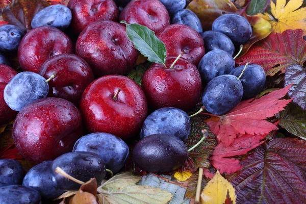 Primo Piano Della Varietà Frutti Colorati — Foto Stock