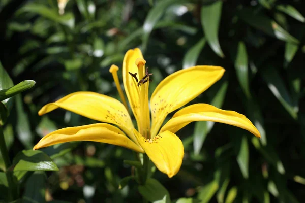 Lírio Amarelo Crescendo Jardim — Fotografia de Stock