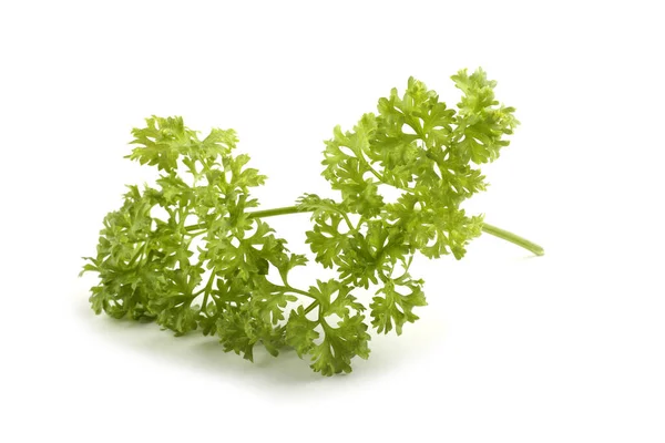 Fresh Aromatic Parsley Isolated White Background — Stock Photo, Image