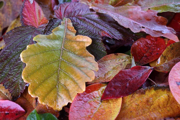 Close Van Gevallen Herfstbladeren — Stockfoto