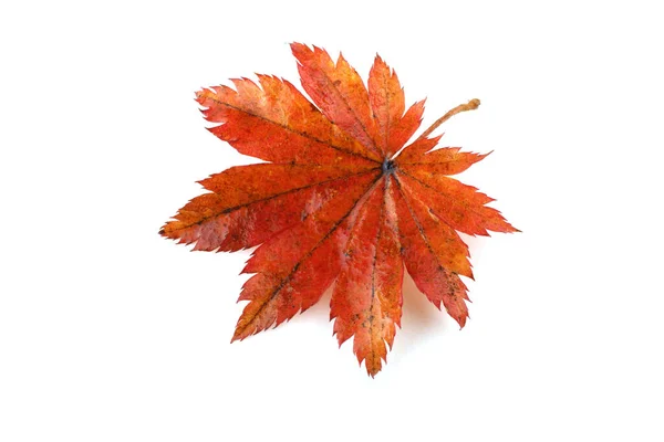 Herfst Esdoorn Bladeren Geïsoleerd Witte Achtergrond — Stockfoto