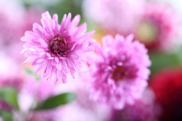 Krizantém Virág Bokeh Háttér Kivonat — Stock Fotó