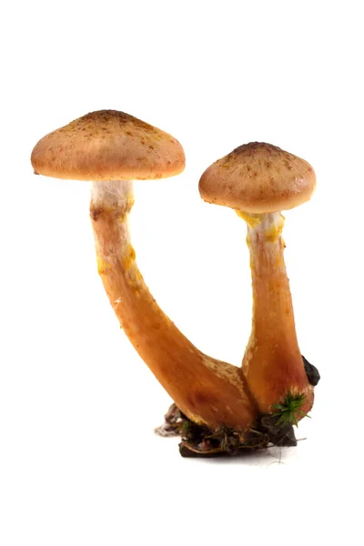 Growing Honey Fungus Mushrooms Isolated White — Stock Photo, Image