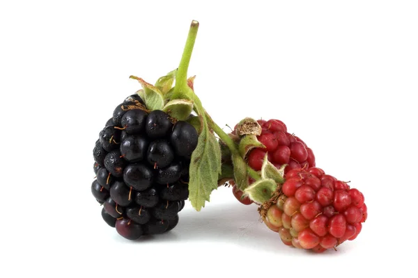 Frische Brombeerernte Nahaufnahme — Stockfoto