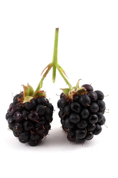 Blackberry Matang Latar Belakang Putih — Stok Foto