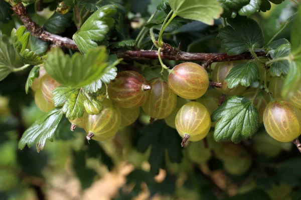 Gooseberry Matang Pada Tanaman Panen — Stok Foto