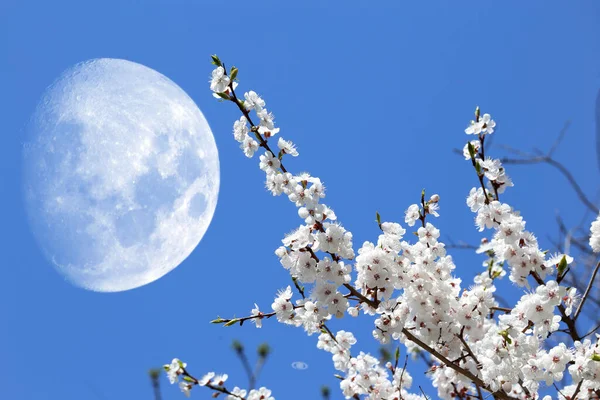 梅の花と大きな幻想的な月 さくら — ストック写真