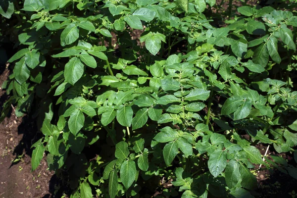 Une Pomme Terre Croissance Récolte Pommes Terre Sur Terrain — Photo