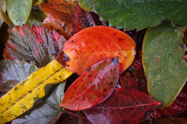 Nahaufnahme Von Herbstblättern Texturierter Hintergrund — Stockfoto