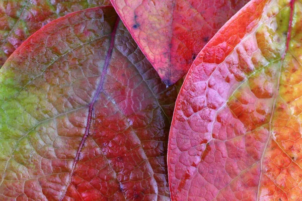 Primer Plano Las Hojas Caídas Otoño — Foto de Stock