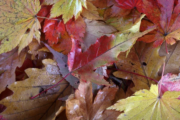 Närbild Fallna Höstlöv — Stockfoto