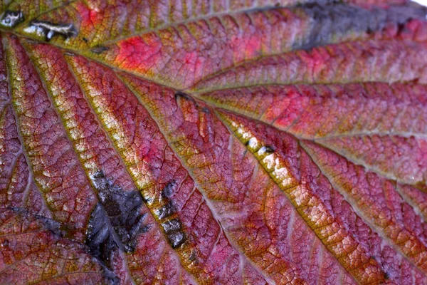 Gros Plan Des Feuilles Brillantes Automne — Photo