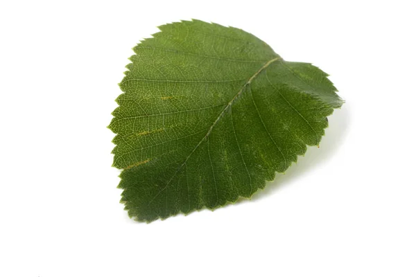 Gröna Blad Isolerad Vit Bakgrund — Stockfoto