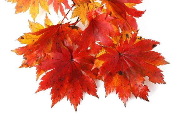 Close Bright Autumn Leaves — Stock Photo, Image