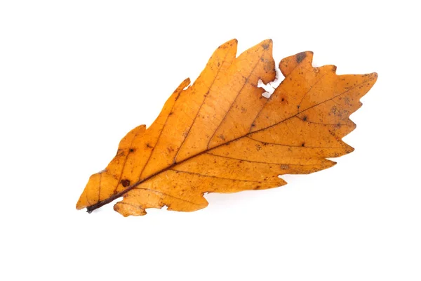 Autumn Oak Leaves Isolated White Background — Stock Photo, Image