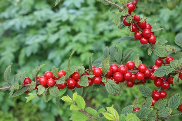 Growing Nanking Cherry Far Eastern Delicacy — Stock Photo, Image