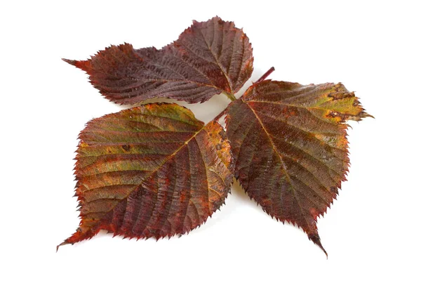 秋天的黑莓叶 白色背景 — 图库照片