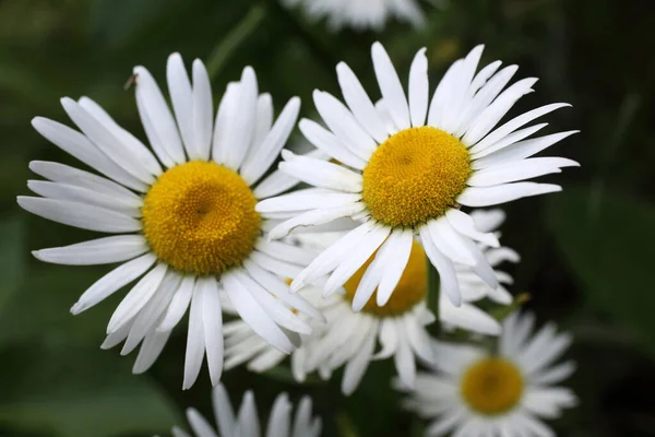 Närbild Fantastiska Blommande Blommor — Stockfoto