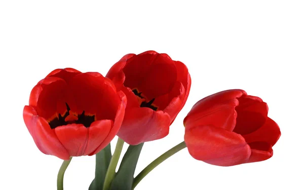 Tulip Merah Diisolasi Latar Belakang Putih — Stok Foto