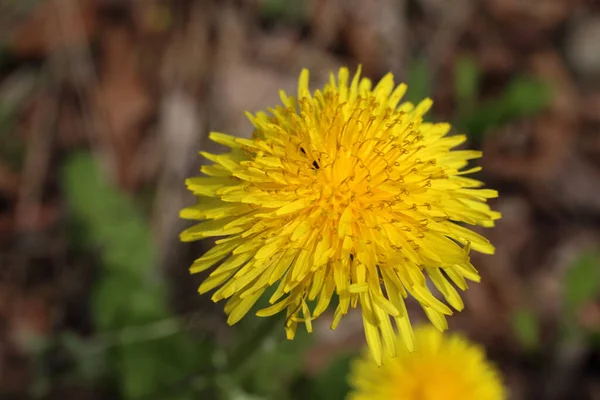 Nahaufnahme Von Erstaunlichen Blühenden Blumen — Stockfoto