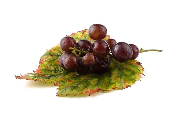 Wine Grape Red Wine — Stock Photo, Image