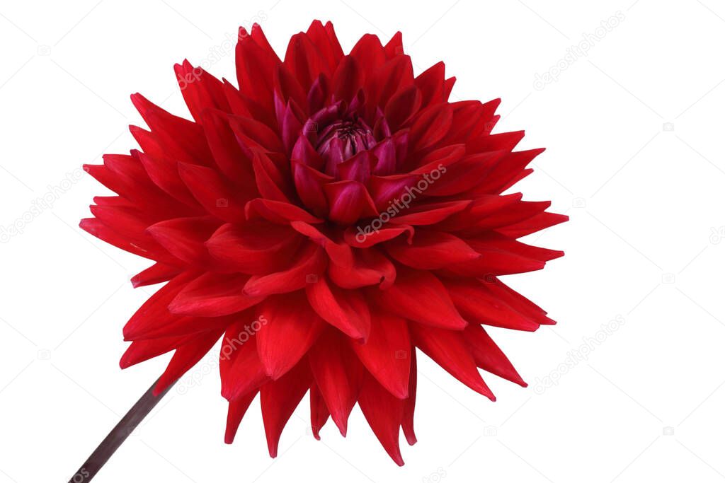 Growing red dahlia isolated on white