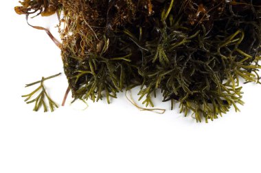 Beyaz arkaplanda yeşil yosun yaprakları