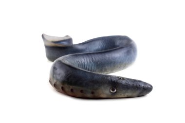 Lamprey balığı. - Vampir. Balık kanı içiyor. Bu balık çok lezzetli.