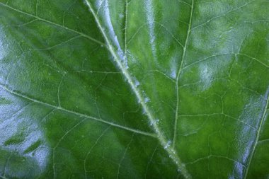 Tütün yaprağı arka planı. Makro