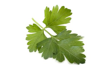 Beyaz arka planda izole edilmiş taze kokulu maydanoz.