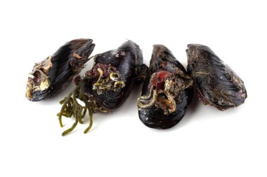 Beyazlar üzerinde yalıtılmış midyeler