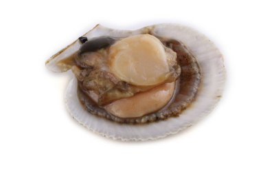 Açık deniz tarağı beyazda izole edildi