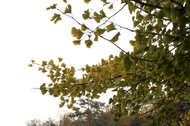 Güz ginkgo ağacı beyaza izole edilmiş.