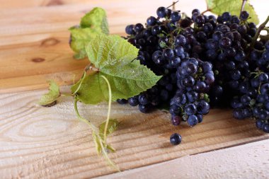 Sonbahar üzüm hasadı. Kırmızı şarap için üzüm.