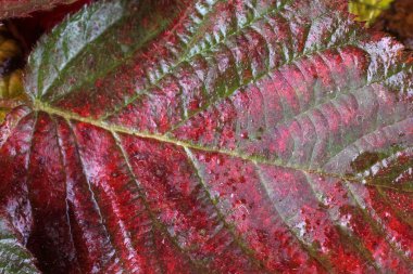 Sonbahar yapraklarını kapatın. Desenli arkaplan