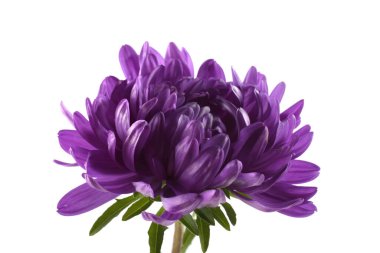 Violet aster beyazda izole edilmiş