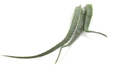 Aloe ağaç cens (şamdan aloe, krantz aloe)