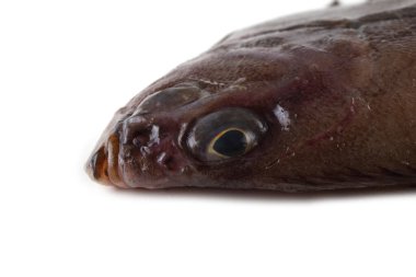 Koreli pisi balığı beyazda izole edilmiş.