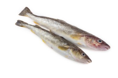 Safran morina balığı beyazda izole edilmiş.