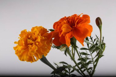 beyaz arkaplanda izole edilmiş kadife çiçekleri