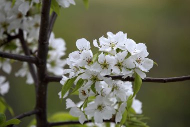 İnanılmaz çiçeklere yakın.